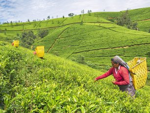 Human rights group seeks tea suppliers ESG transparency